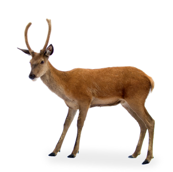 How does a on sale deer look like